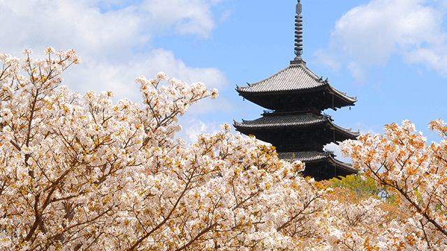 Cherry blossoms in spring