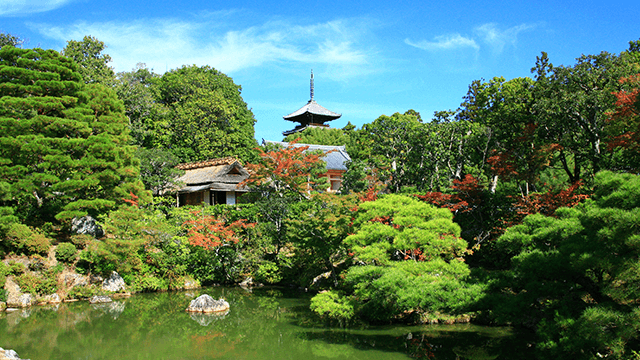 Beautiful Japanese garden