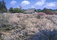 nio-mon