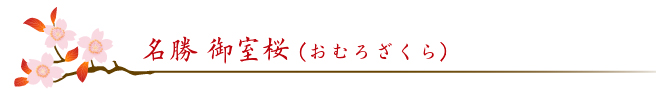 名称・御室桜