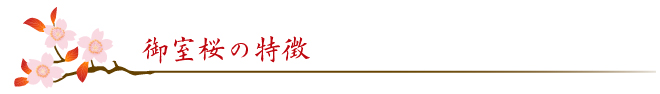 御室桜の特徴